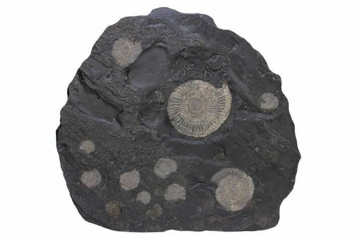 Dactylioceras Ammonite Cluster - Posidonia Shale, Germany #240201